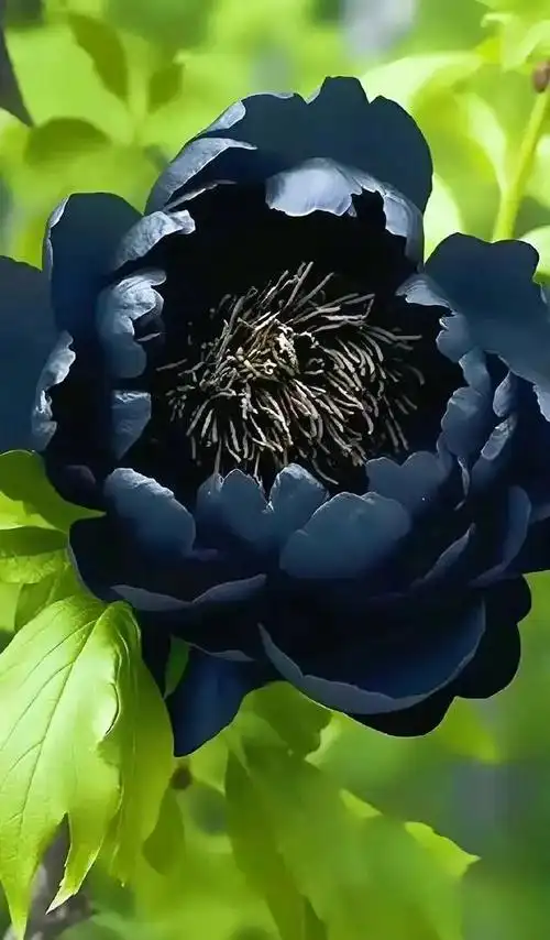 黑牡丹如此惊艳我该用什么词来形容你