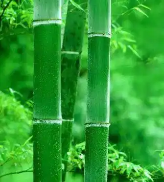 中老年头像大全竹报平安送你护眼又好运的竹子头像