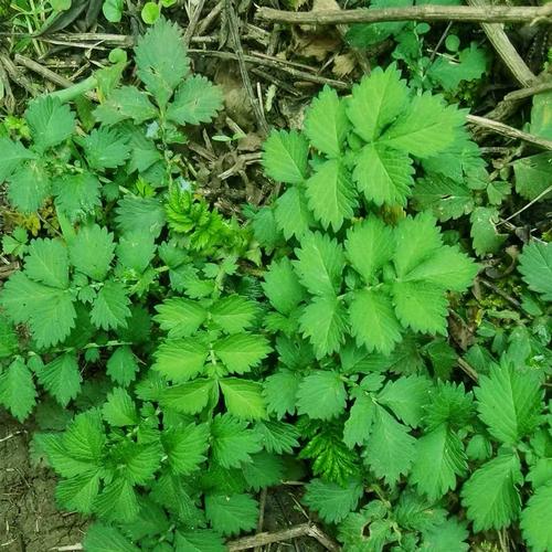 新鲜仙鹤草 脱力草 龙牙草 龙芽草 子母草 狼牙草 整颗带根500g