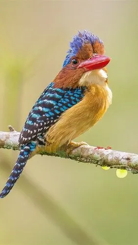 iphone 壁纸 翠鸟,红嘴