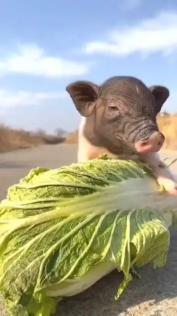 好白菜都被猪拱了现实世界版