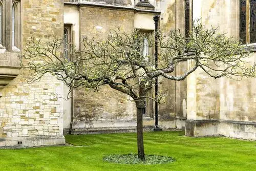 英国有多少必体验的地方_领略英国剑桥牛顿苹果树独特魅力