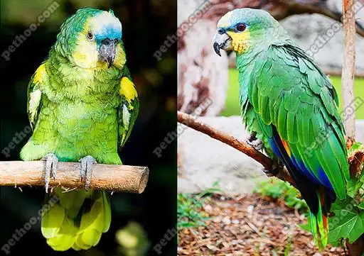 黄翼亚马逊鹦鹉