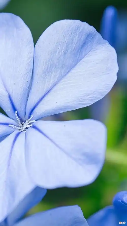 30张纯净简约的植物与风景手机壁纸 风景图片 手机壁纸 唯美 自然