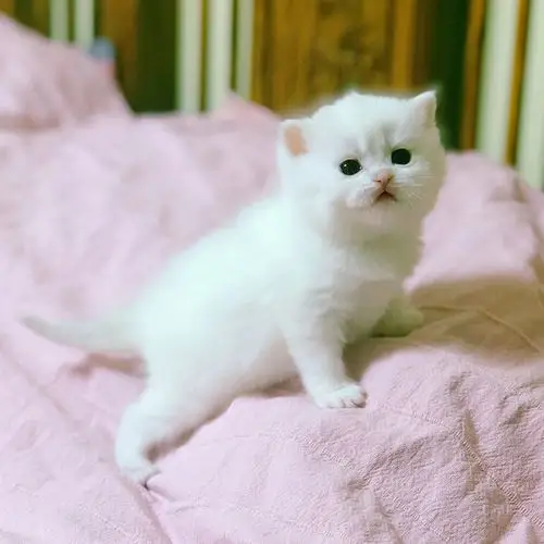 英短银点渐层男孩bricy1233male1