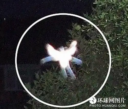 各种吓人 盘点全球35张知名"鬼照片" (12)