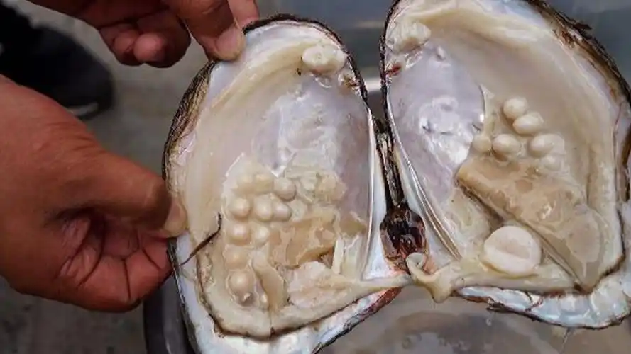 珍珠被取出来后,剩下的贝壳会怎么处理?看完涨姿势了