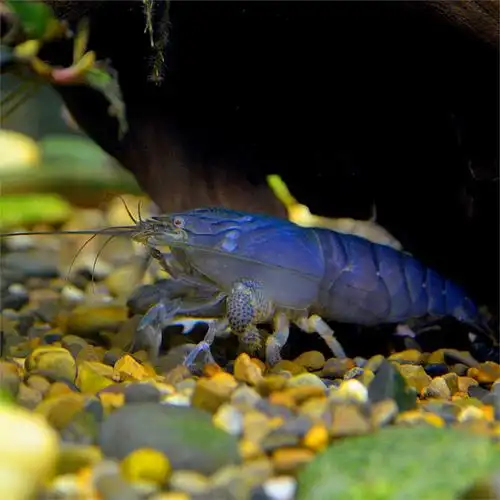 非洲活体巨型网球巨网大型观赏巨手可草缸混养虾