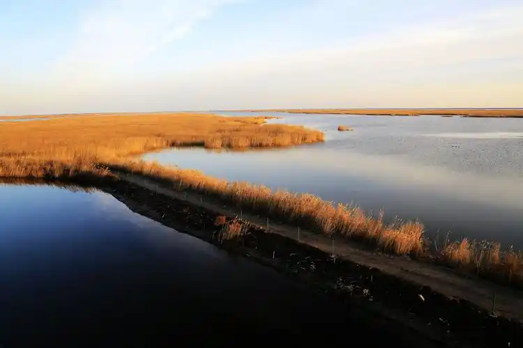 东营黄河口湿地掠影图片66,东营旅游景点,风景名胜 - 蚂蜂窝图库 - 蚂