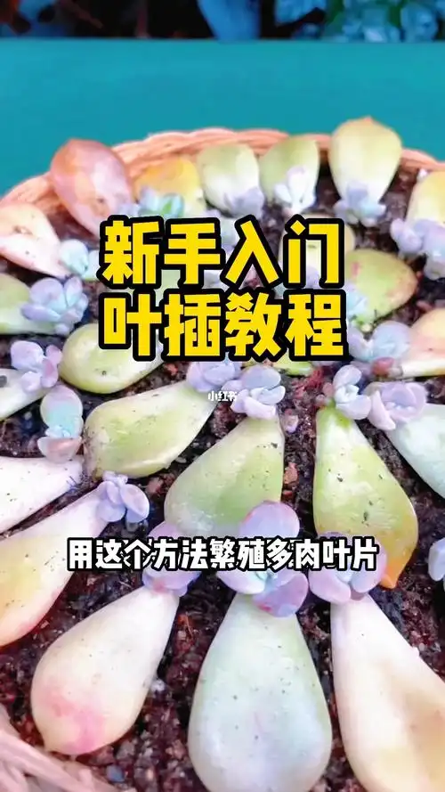 多肉叶片扦插试试这个方法