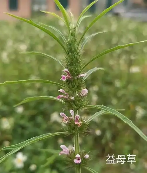 益母草,妇女之宝,月经不调,痛经的克星