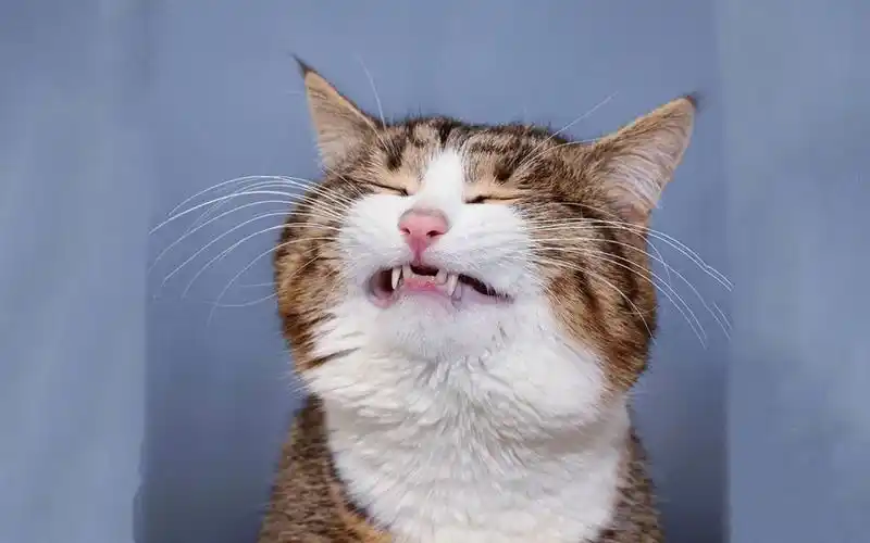 可爱猫咪搞笑表情