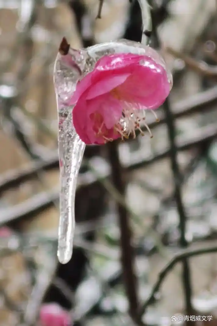 雪压冰欺,梅花依然唤春归