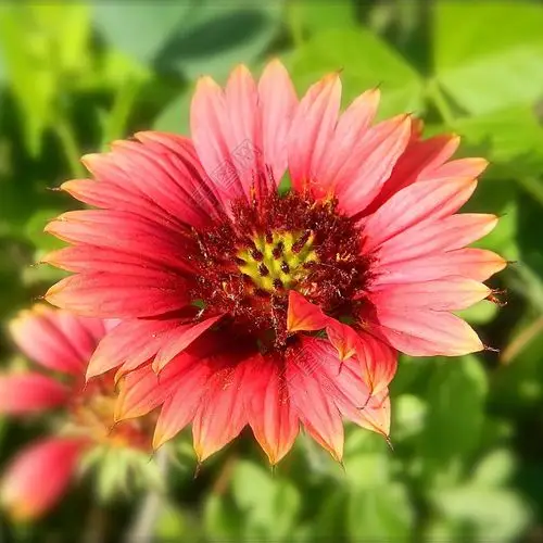 位图 植物摄影 写实花卉 花朵 菊花 免费素材