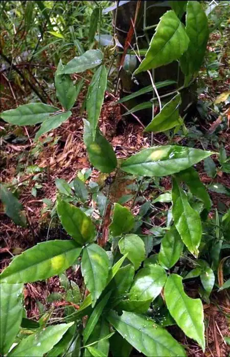 而要想其顺利越冬,当时的室温,则务必要高于10℃;二来,三叶青相对抗旱