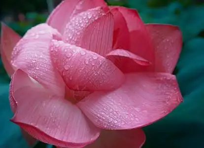 秋天露水池塘中盛开的露水荷花背景