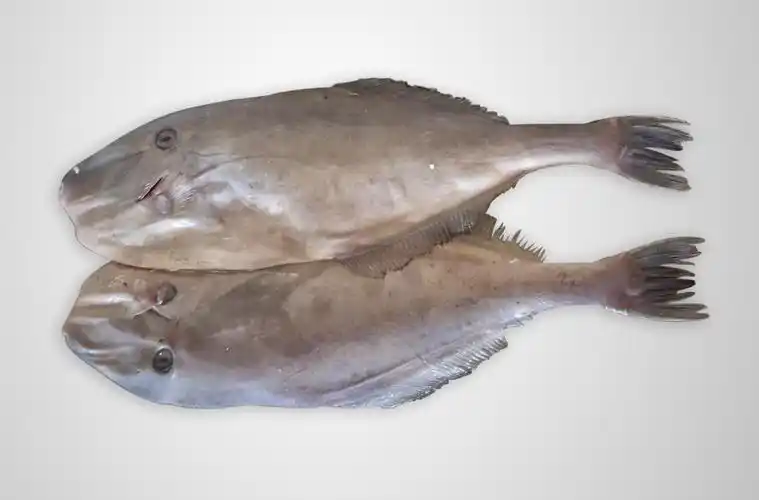 印度进口马面鲀详细税率流程