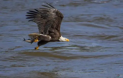 美国国鸟白头海雕