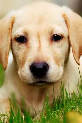 可爱狗狗高清iphone 4s壁纸640x960下载|动物-芒果唯美图片(www.mango