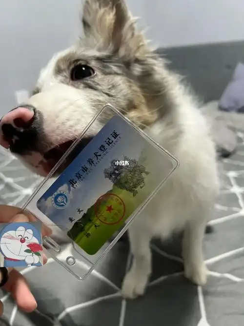 北京狗证|我们也是有身份的小朋友啦