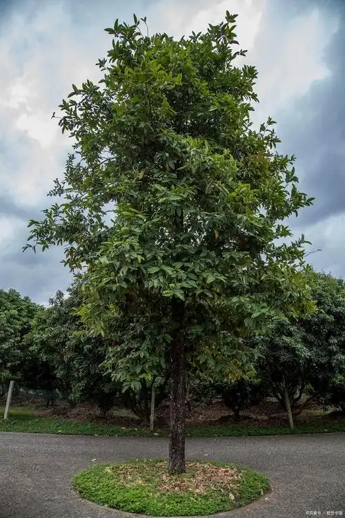 含笑树烂叶子怎么回事