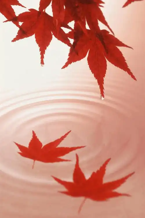 室内,特写,白天,数码,科技,水,枫树,叶子,阴影,网络,液体,水滴,枫叶