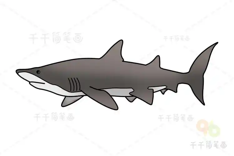 沙虎鲨简笔画