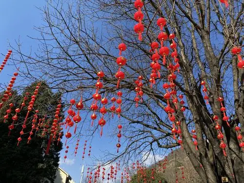 正是迎新春的时候,每棵树都挂满了红灯笼,也格外好看!