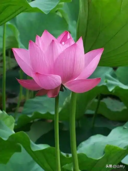 娇艳美丽的花朵太迷人了