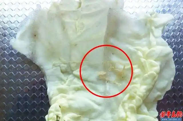 白菜内的线虫.