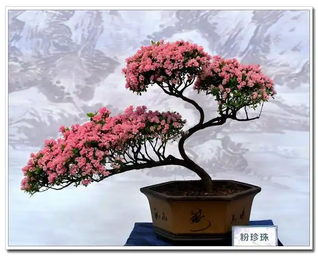 三月摄影月主题——梧桐山杜鹃盆景欣赏