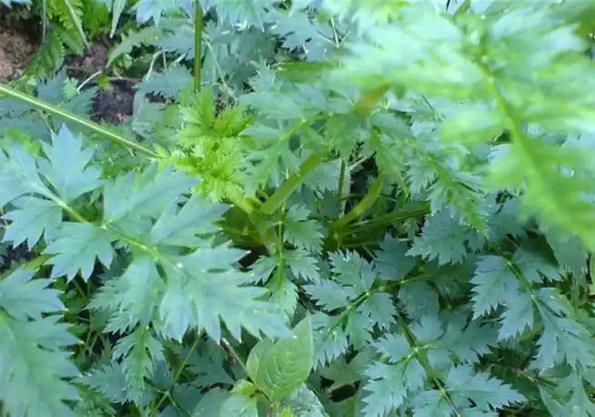 川芎的功效与作用及食用方法 - 中药易