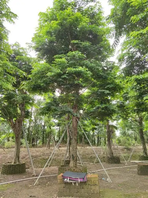 904基地直销 印度紫檀 30-50cm大树假植苗 紫檀木
