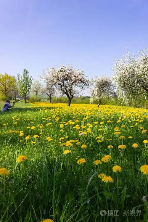 春天花草坪在一个愉快的阳光明媚的四月早晨在德国南部农村