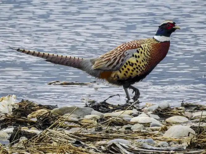 野鸡 动物 动物 吉林 松花江 山鸡 野鸡 吉林市 稚鸡