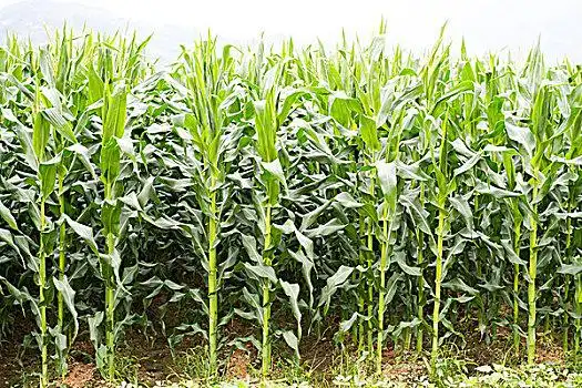绿色,玉米田竹子竹子新鲜,切片,胡萝卜,隔绝茶树,花园,乡村地区空