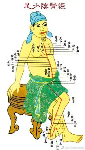 肝经后面是肾经