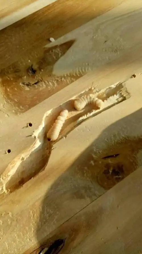 【番禺上门灭木虫蛀木虫】番禺上门灭木虫蛀木虫