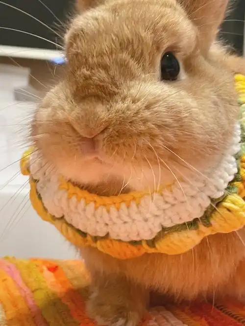 你们的兔兔成年以后都变漂亮了吗78