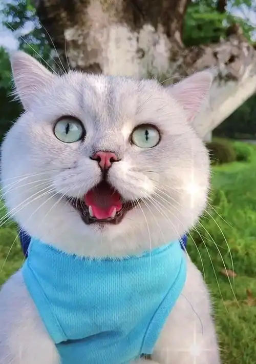 盘点网红猫(盘点网红猫咪)-星座梦城