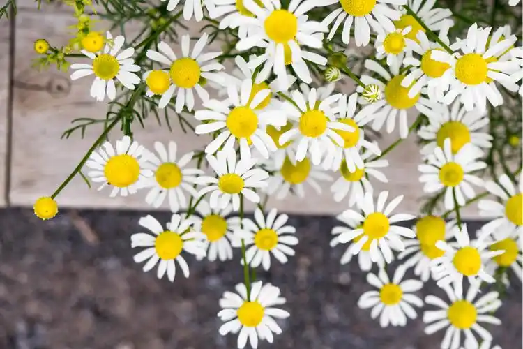 唯美清新的小山菊,高清壁纸图片,鲜花背景-回车桌面