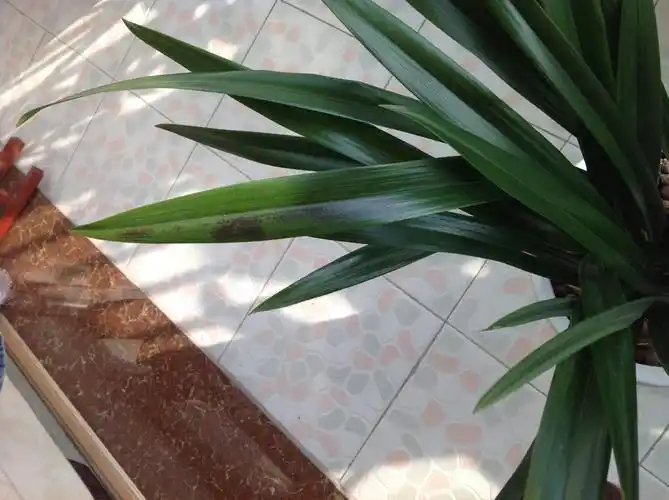 怎样判断兰花有没有服盆?看这三个地方就能搞定!