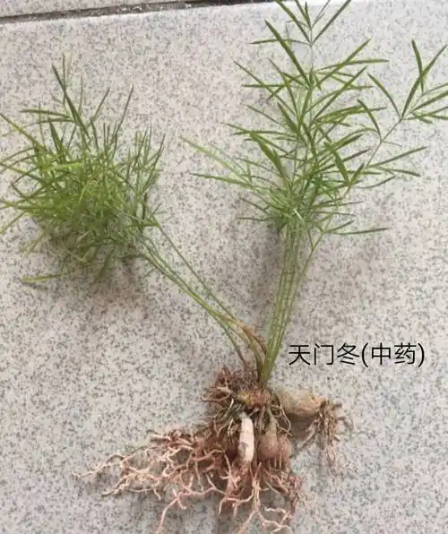 主治阴虚发热,咳嗽吐血,肺痿,肺痈,咽喉肿痛,消渴,便秘,小便不利.