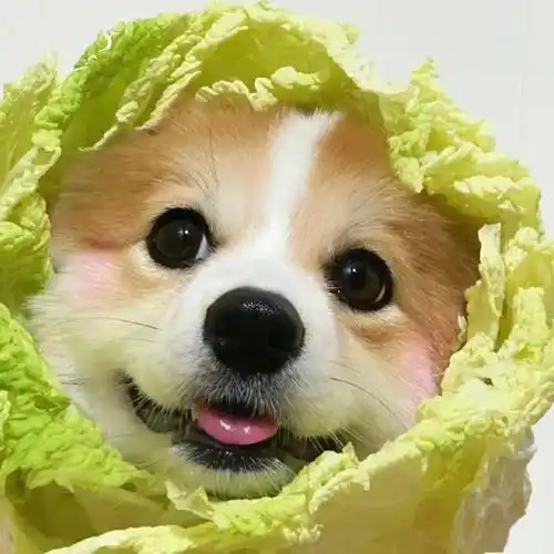 可爱沙雕狗狗头像