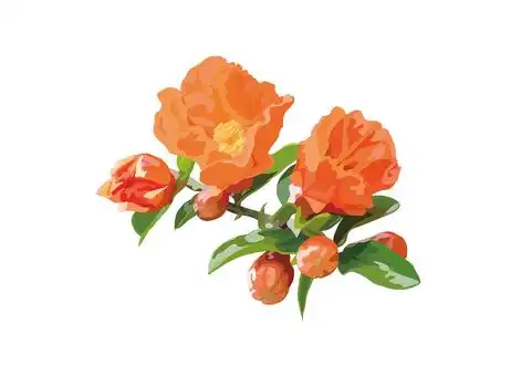 花材料(石榴 - 石榴)