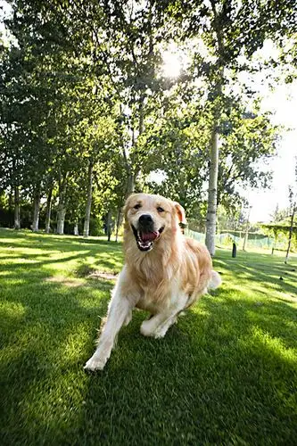 金毛犬图片-金毛犬图片大全-金毛犬图片素材