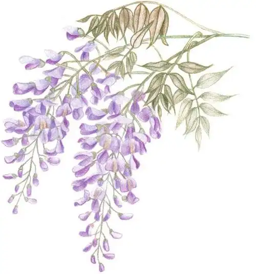 彩铅紫藤花的绘画步骤