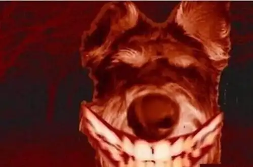 微笑狗事件死了多少人揭秘微笑狗的恐怖之处科学解释