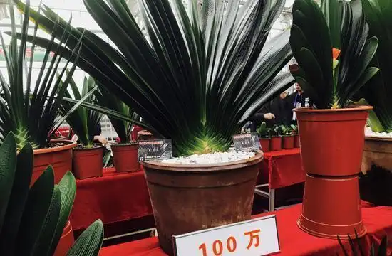 天价君子兰重现江湖,你这是在忽悠谁呢?