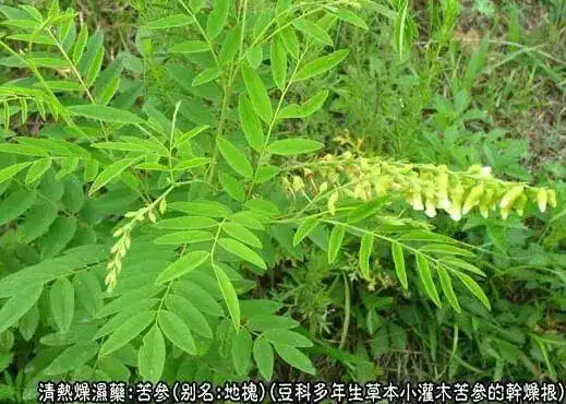 【中草药百科】苦参的功效与作用:清热燥湿,杀虫,利尿.